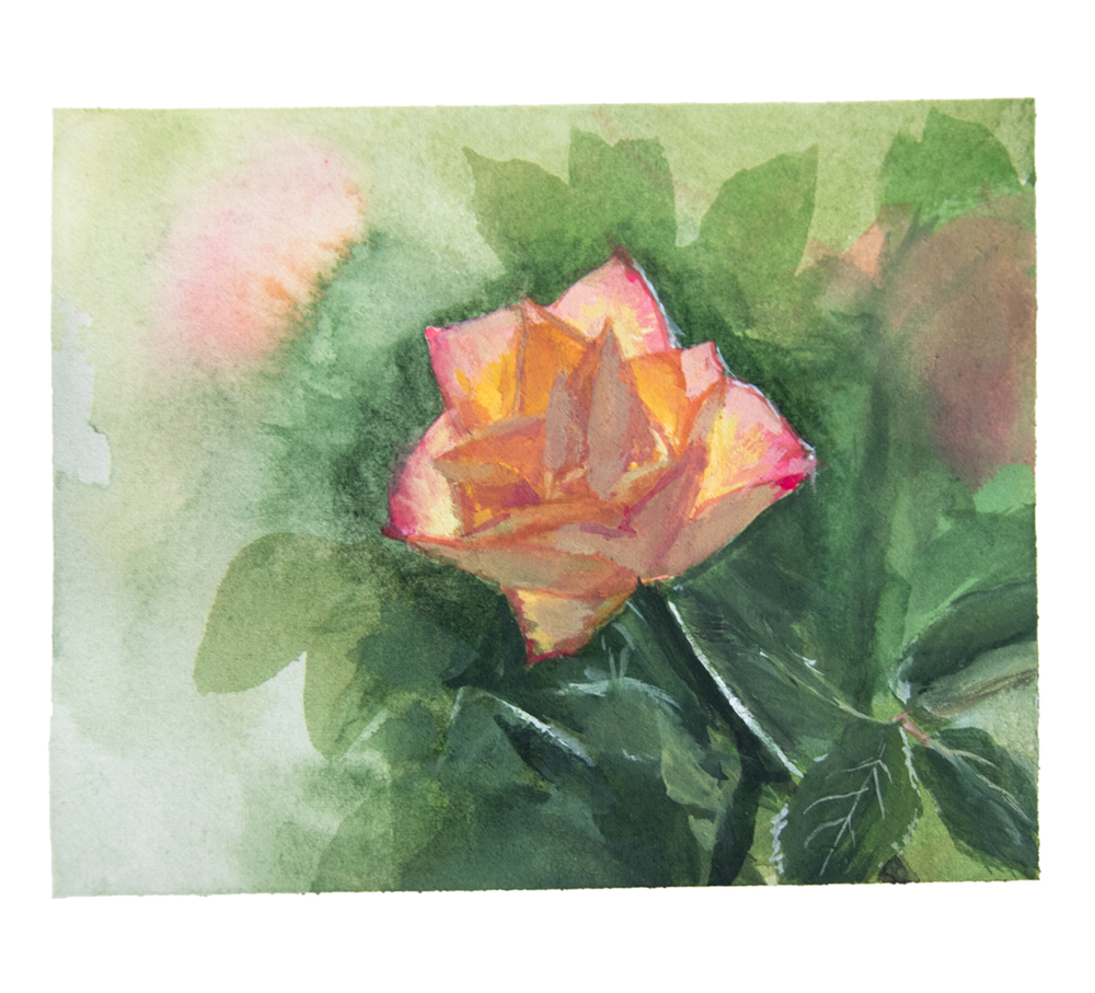 Gouache painting of a tea rose.