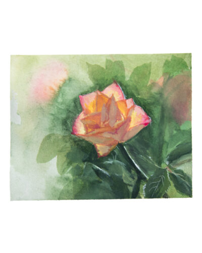 Gouache painting of a tea rose.
